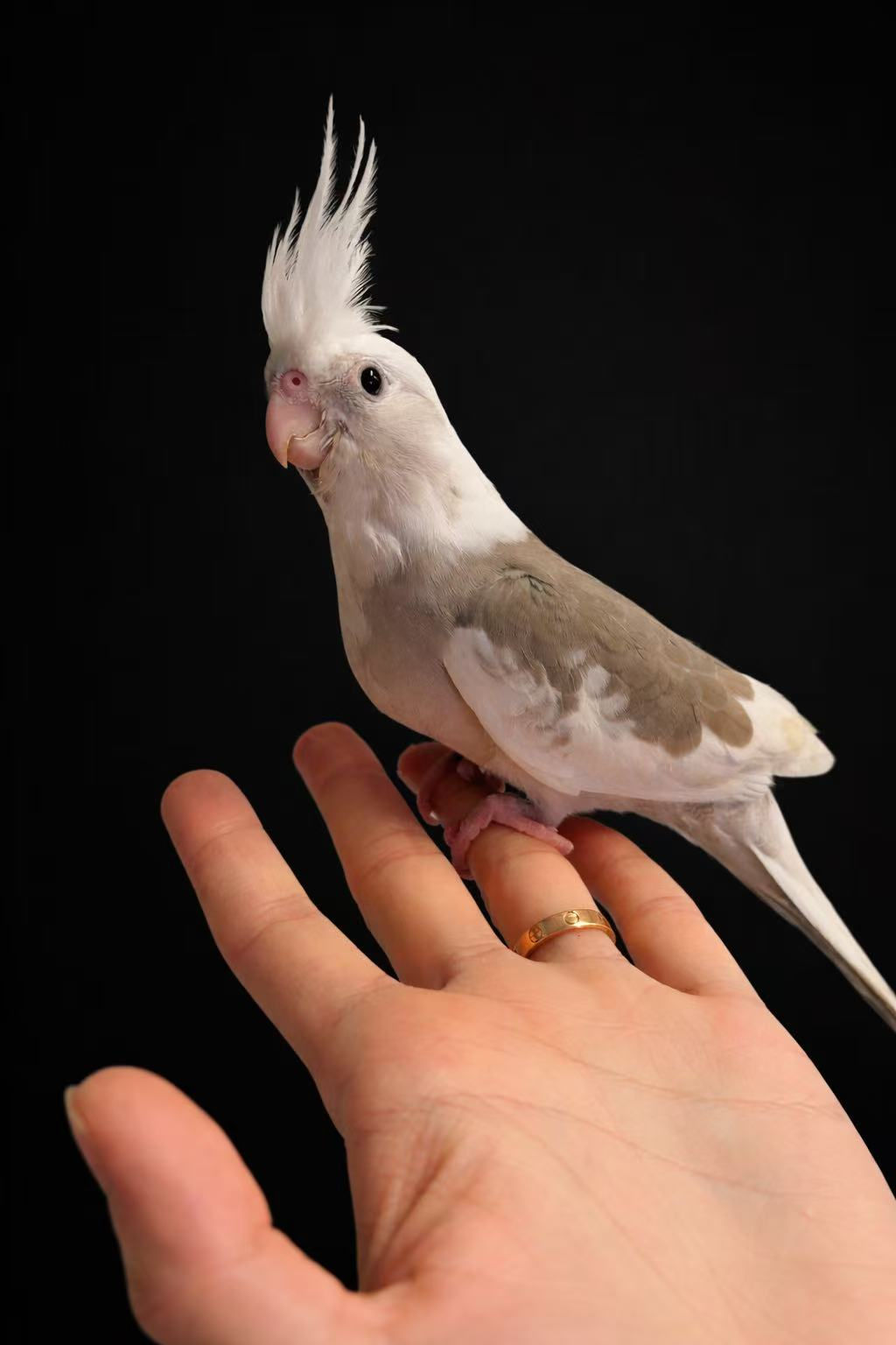 Whiteface Cinnamon Pied Cockatiel