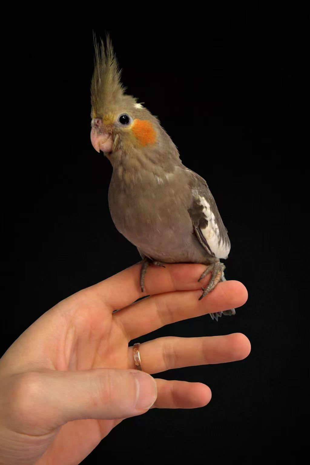 Normal Grey Cockatiel (Female)