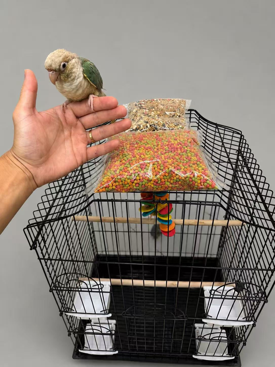 Special Package--Turquoise Pineapple Conure