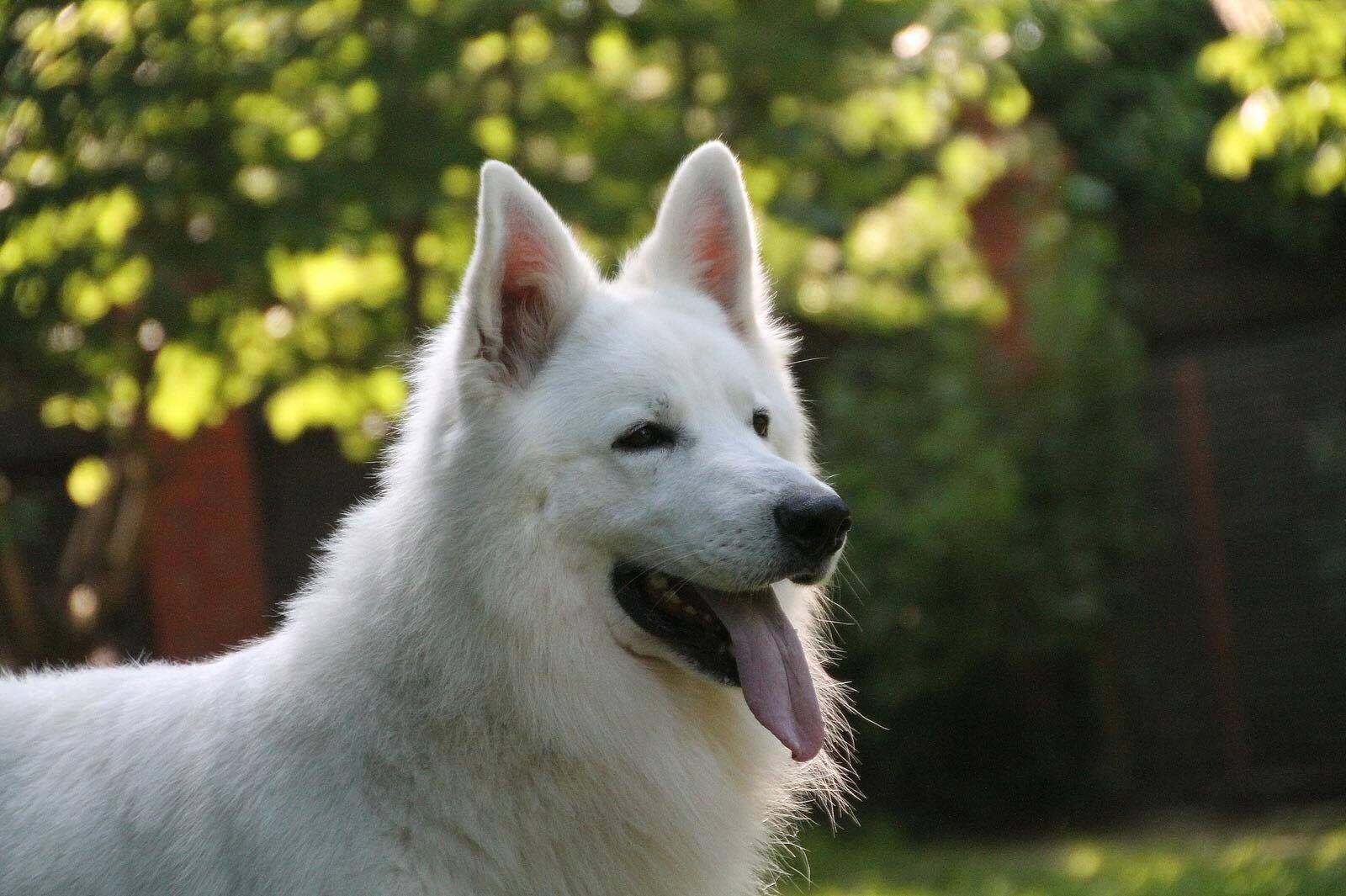 American/Canadian White Shepherd AKA White German Shepherd Овчарка, Немецкие овч