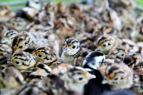 Baby pheasant chick (Phasianus colchicus ) inside a farm where they were born. Close up c