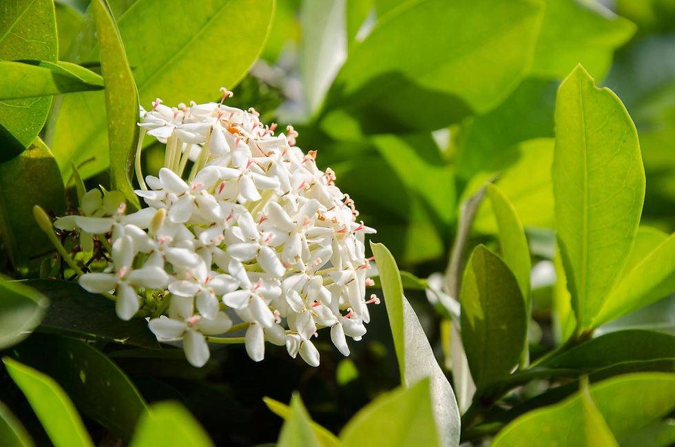 Dia dos Namorados - Flores