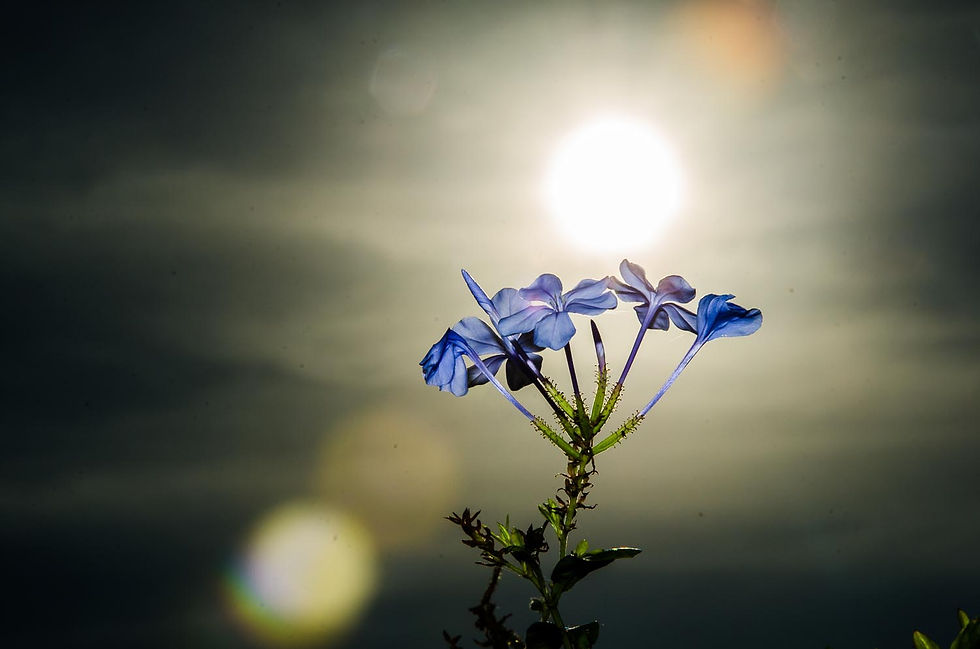 Dia dos Namorados - Flores
