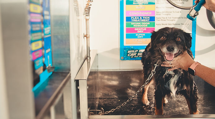 Self-Serve Pet Wash locationed at 204 Clark Ave Ames, IA 50010, Wild Water Car Wash & Pet Wash