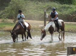 pond horses in.jpg