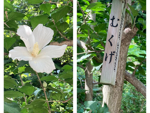 picture of Rose of Sharon