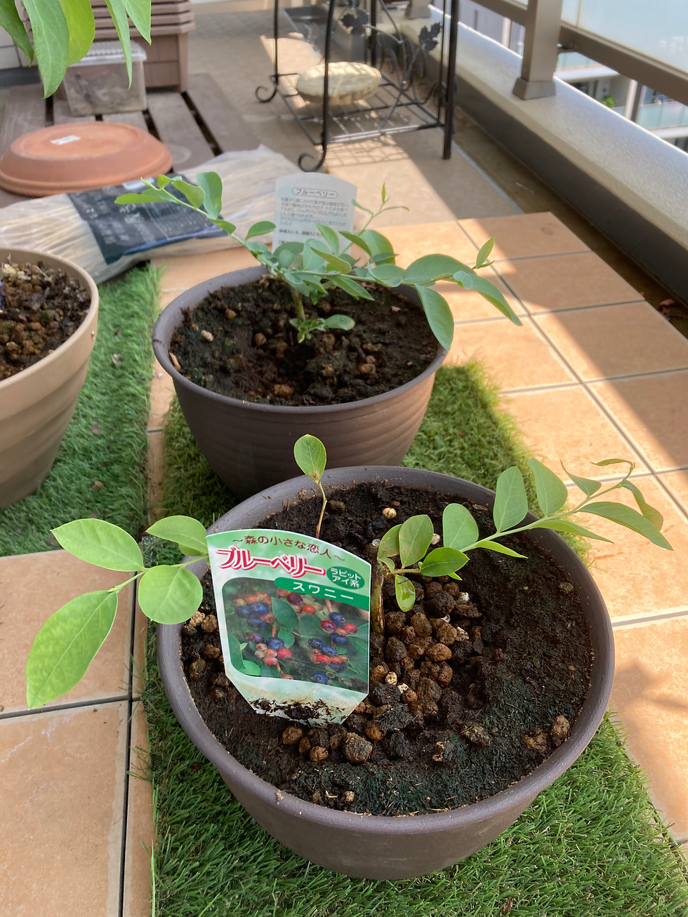 Two young potted blueberries