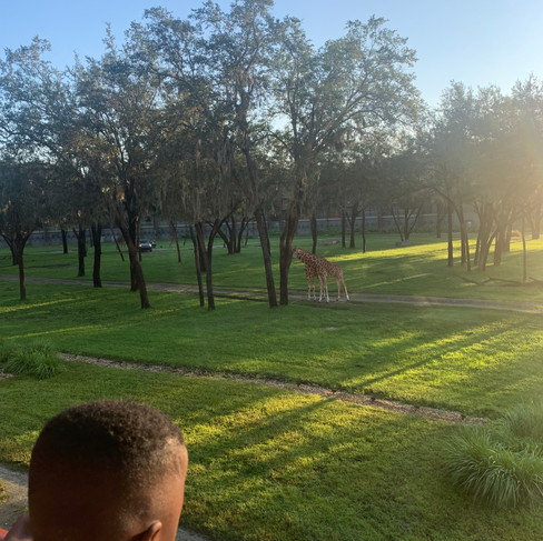 Animal Kingdom Lodge at Disney World Savanna View