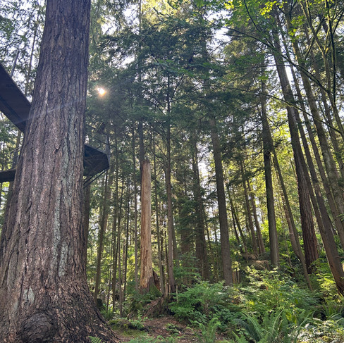Peaceful forest trails filled with towering trees and ferns at Capilano Park, offering a nature escape during your Canadian cruise departure adventure.