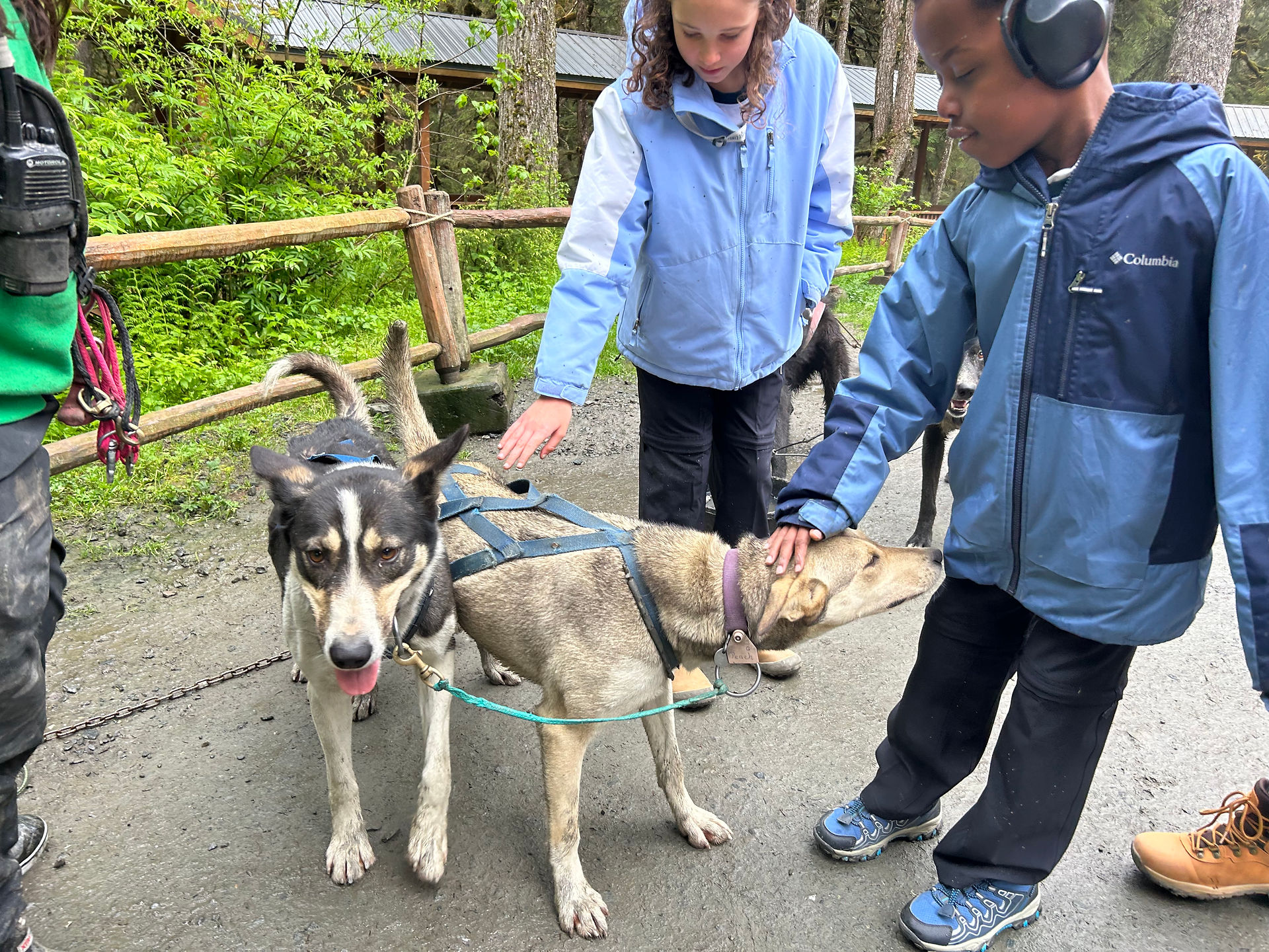 Two children petting friendly sled dogs at the Juneau musher’s camp during a summer dog sledding excursion.