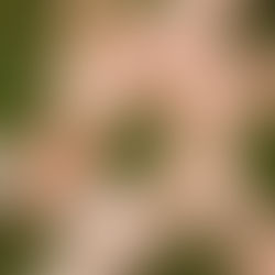 Belonging and Coherence