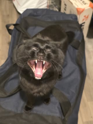 Black cat yawning