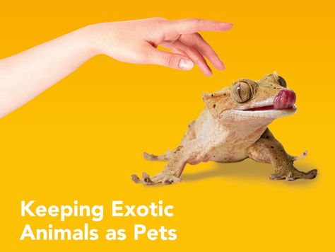 Keeping Exotic Animals as Pets