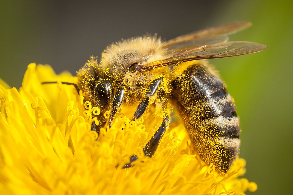 Close-up of a bee covered in pollen, feeding on a vibrant yellow flower. The background is softly blurred, highlighting the bee's texture.