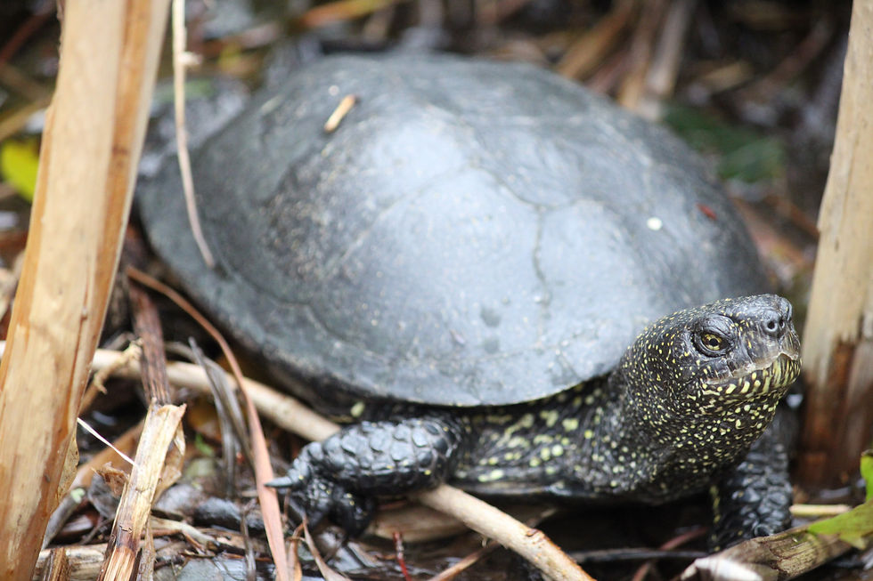 A black turtle with a speckled neck crawls among dry grass and brown stalks, showcasing a natural habitat and textured shell.