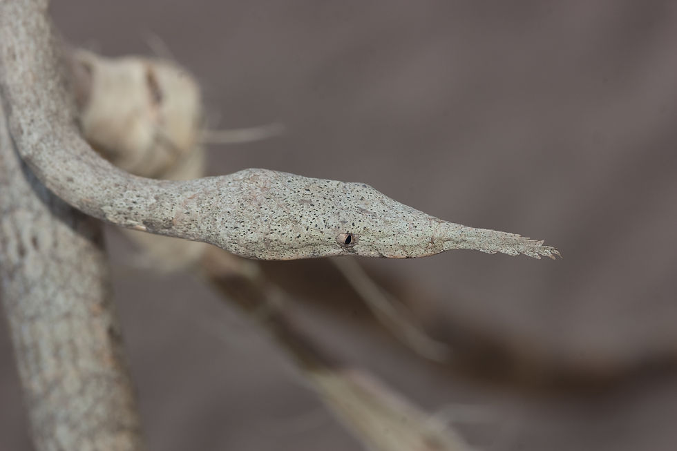 Close-up of a pale, camouflaged snake stretched along a branch against a blurred brown background.