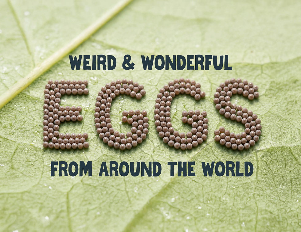 Weird and Wonderful Animal Eggs From Around the World