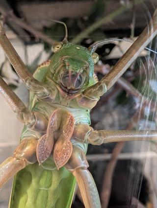 Underside of katydid