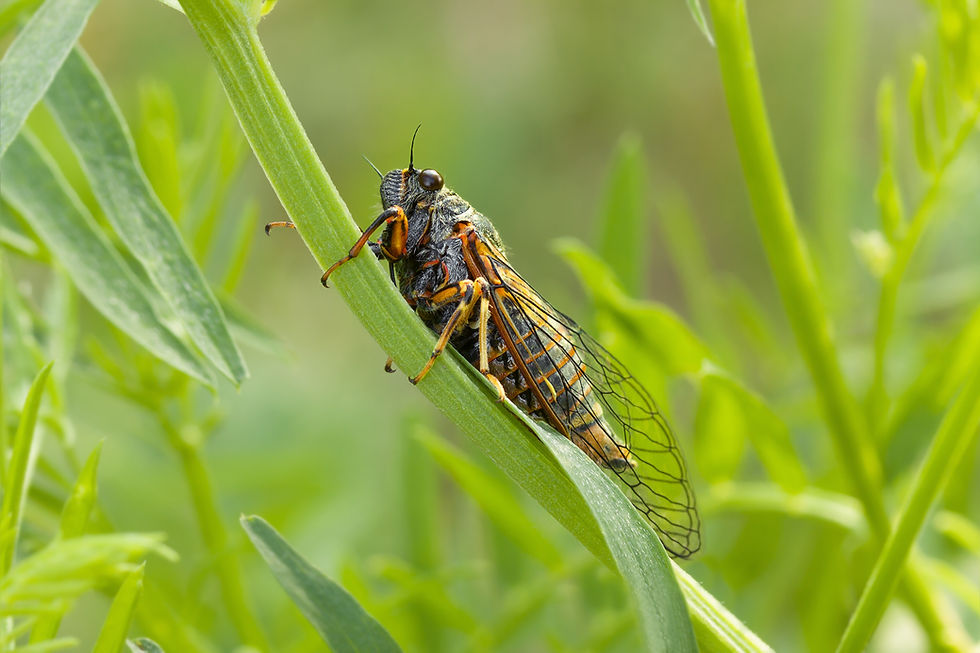Close-up of a cicada with vibrant orange and black markings resting on a green leaf in a sunlit garden, surrounded by lush foliage.