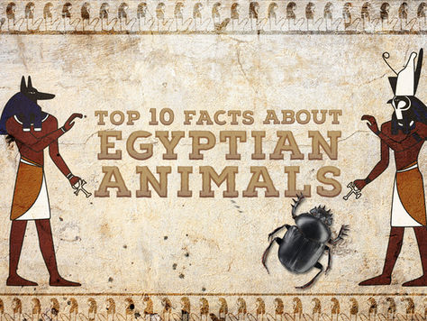 10 Fun Facts About Egyptian Animals