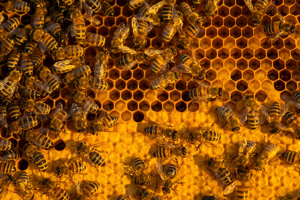 Close-up of bees on a honeycomb, featuring hexagonal cells. The warm yellow and orange tones suggest a sunny, busy hive environment.