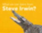 Crocodile with open mouth against a bright yellow background. Text reads: "What we can learn from Steve Irwin?"