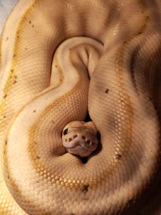 White and golden snake curled up with head poking out