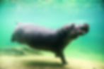 Hippo swimming underwater, surrounded by green-tinted water. The sandy bottom is visible, creating a serene and natural setting.