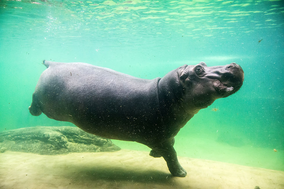 Hippo swimming underwater, surrounded by green-tinted water. The sandy bottom is visible, creating a serene and natural setting.