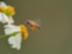 Bee hovering near white daisies with yellow centers against a blurred green background. Its legs carry bright orange pollen.