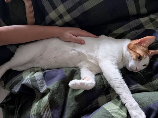 White and ginger cat sleeping