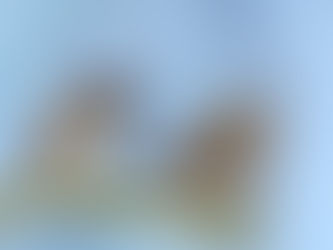 5 Birds You Can Spot In Your Garden