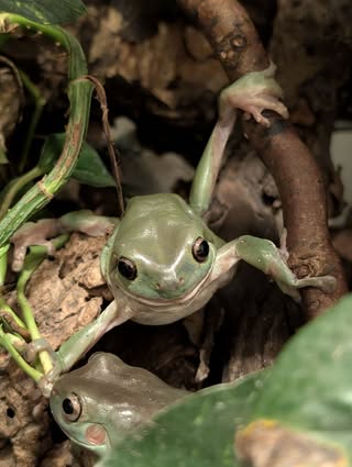 Frogs hidden in foliage