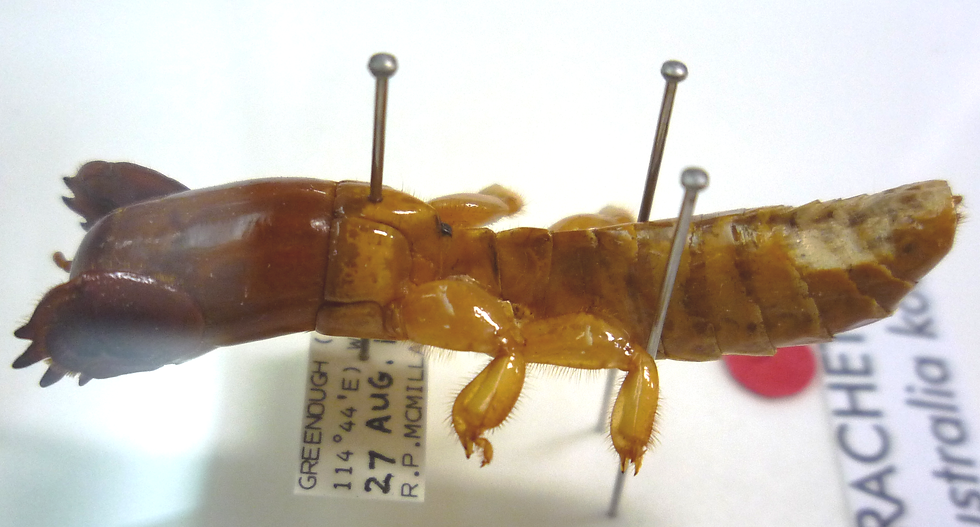 Pinned brown beetle specimen on a white label, with three metal pins and partially visible museum text in the background.