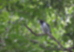 Bird perched on a branch, surrounded by lush green leaves. The bird has a dark head and chest with white and black markings.