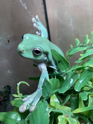 Green frog climbing on glass