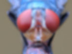 Close-up of a fly's face showing large red compound eyes and detailed mouthparts. The background is blurred, emphasizing the blue body.