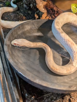 Snake in grey bowl