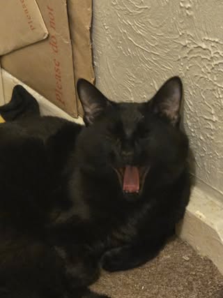 Black cat yawning