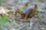 A large brown insect crawls on dry grass and leaves in a forested area, with faint sunlight filtering through, creating a serene, natural scene.