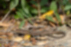 Brown lizard on dry leaves and dirt, surrounded by green foliage. The textured skin and earthy tones blend with the natural setting.