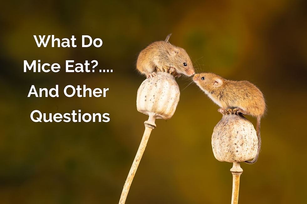 What Do Mice Eat?... And Other Questions
