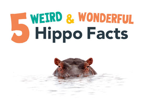 5 Weird and Wonderful Hippo Facts