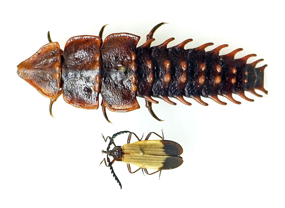Large brown, spiky insect larva above a small yellow-and-black beetle on a white background, shown in close-up.