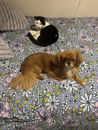 Brown dog laying on bed next to black and white cat