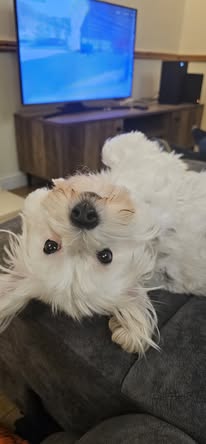 White dog looking upside down