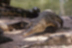 Crocodiles bask in the sun on a muddy riverbank. Their textured skin blends with the earthy tones, creating a calm, natural setting.