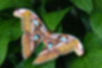 Colorful Atlas moth with brown and orange patterns rests on vibrant green leaves, showcasing intricate wing details in a natural setting.