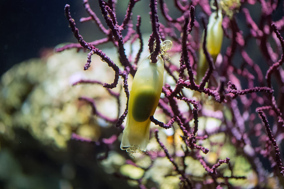 Two translucent yellow sea creatures nestled in purple coral branches underwater, with a soft blurred reef background.