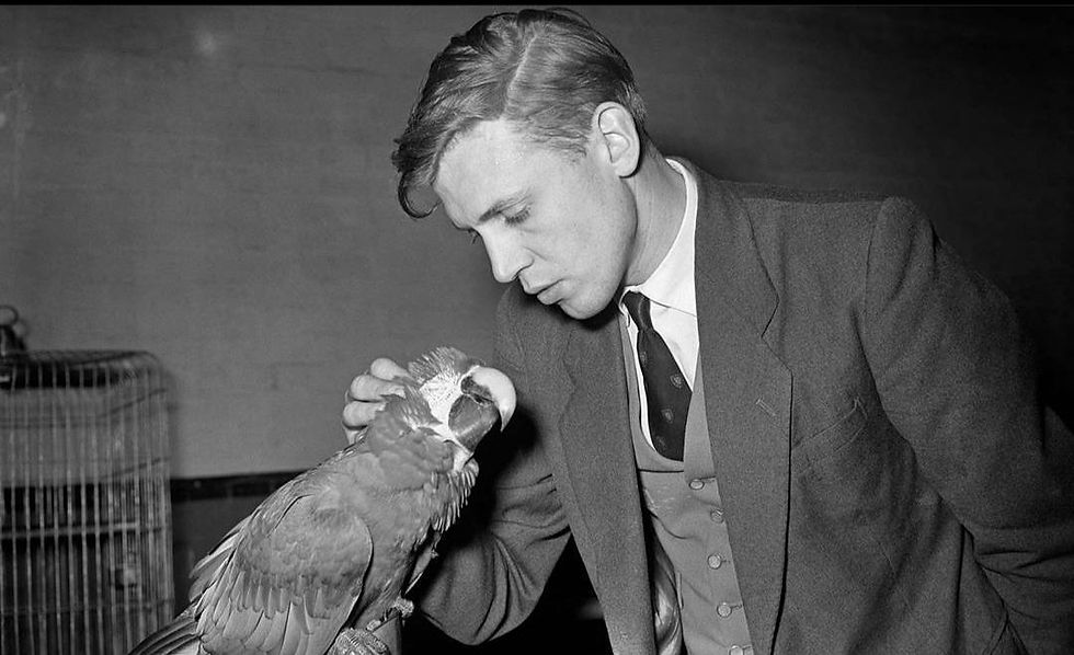 Young man in a suit gently pats a parrot in a dimly lit room. The mood is calm and focused. Birdcage visible in the background.